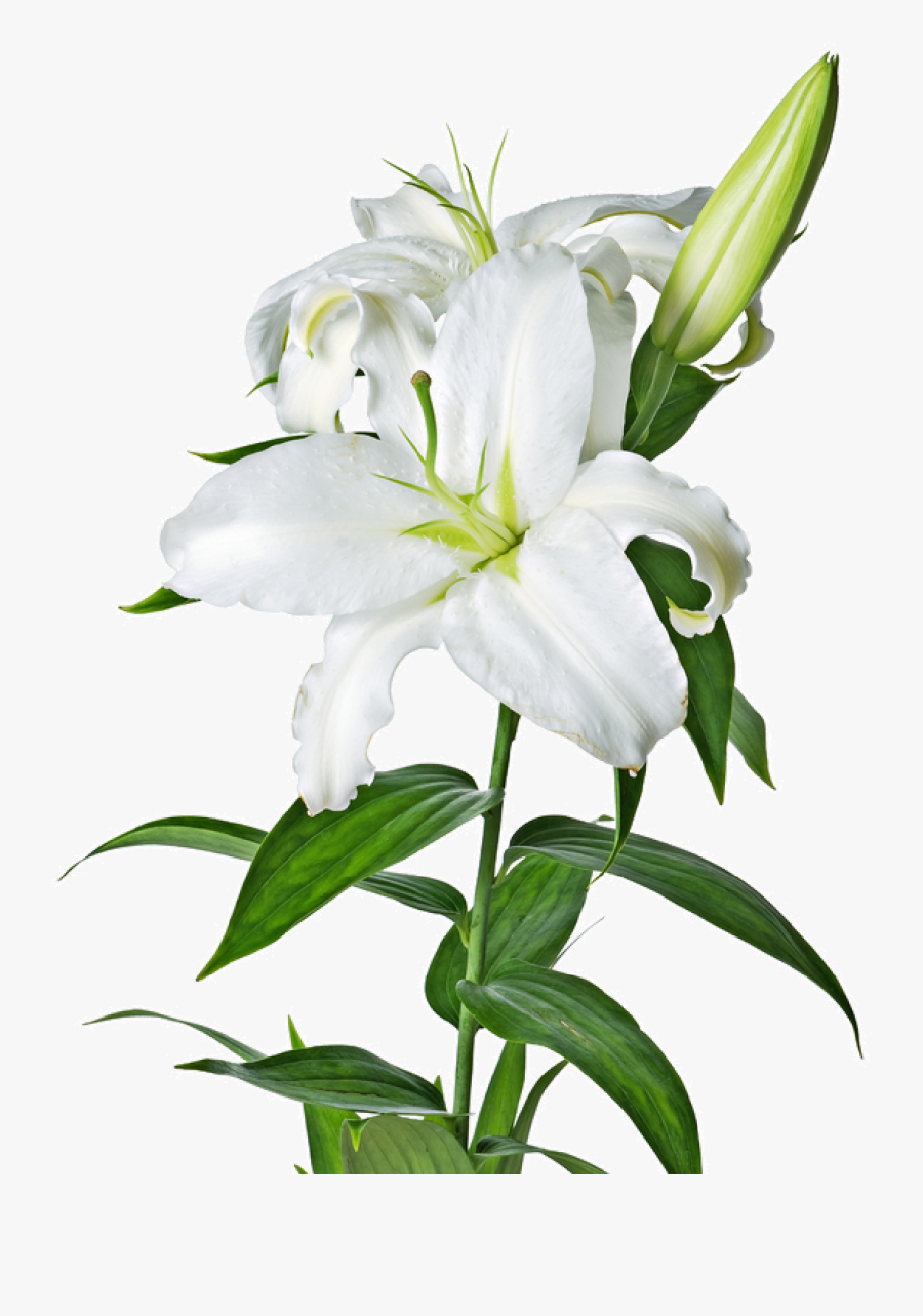 Free Clipart Funeral Flowers - Transparent Easter Lily Clipart, Transparent Clipart