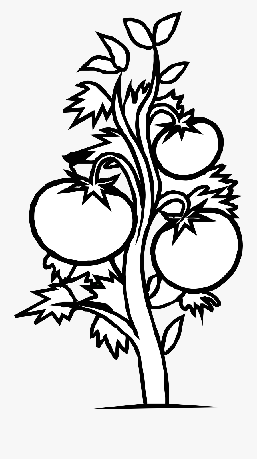 Dinner - Clipart - Black - And - White - Tomato Plant Coloring Page, Transparent Clipart