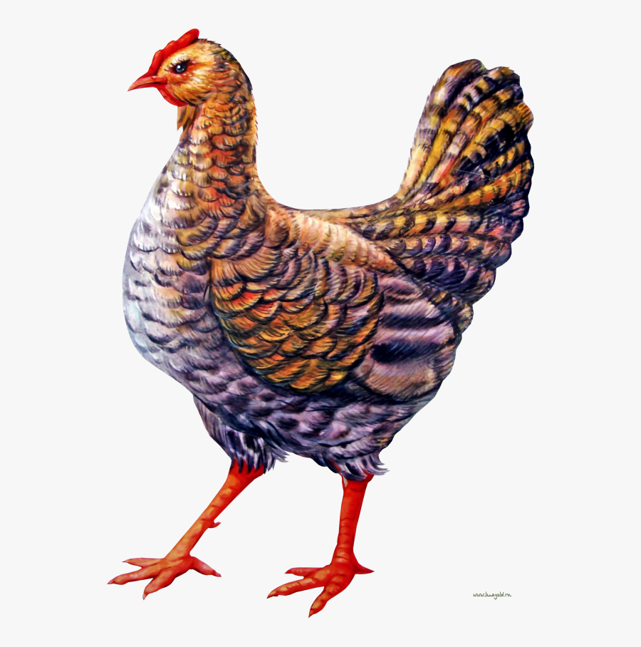 Chicken Clipart - Курица Рисунок Пнг, Transparent Clipart