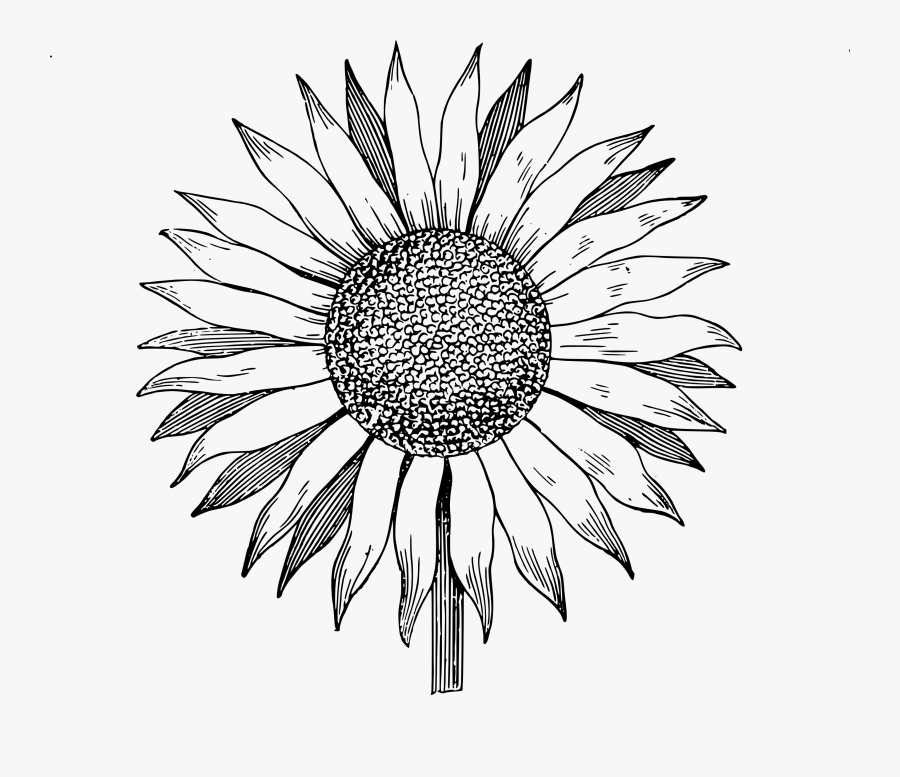 Sunflower Black And White Clipart, Transparent Clipart