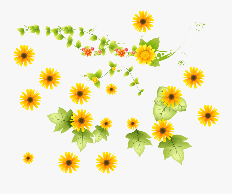 Collection Of Free Sunflower Transparent Vine - African Daisy, Transparent Clipart