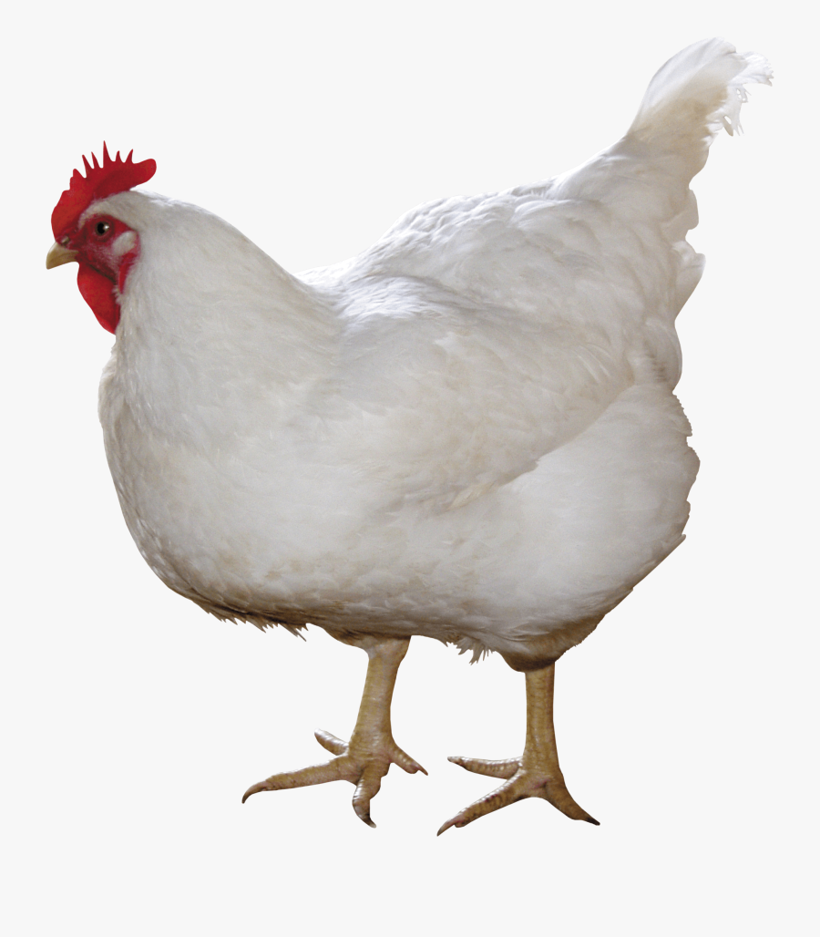 Transparent Chicken Clipart - Chicken Png, Transparent Clipart