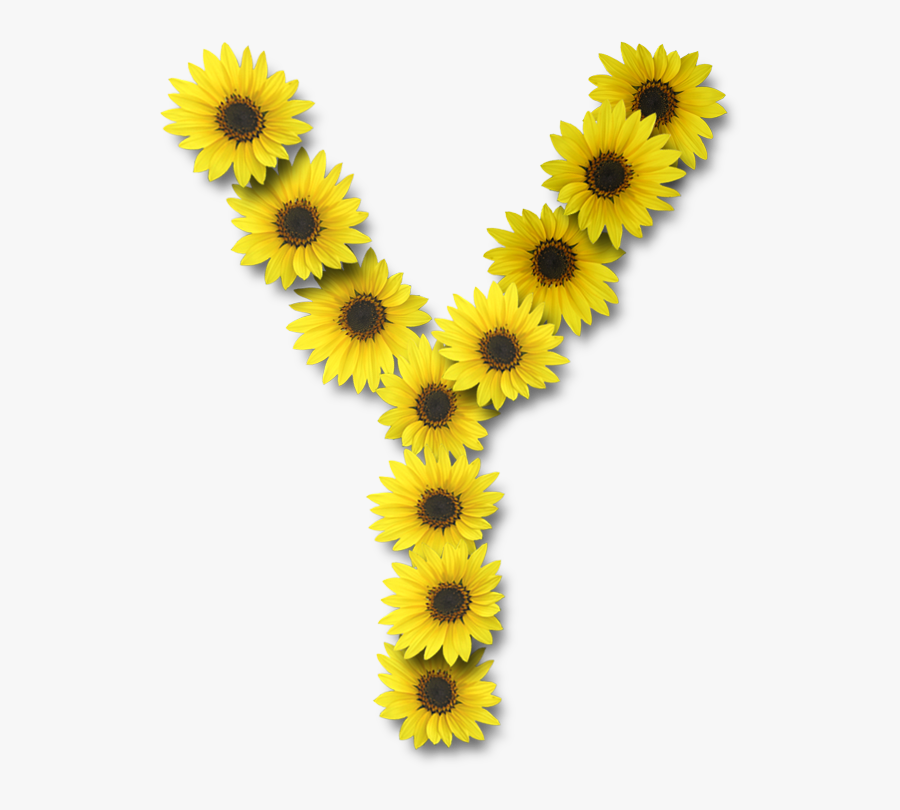 Alfabeto Sunflowers Y Alpha - Letter Y Design Sunflower, Transparent Clipart