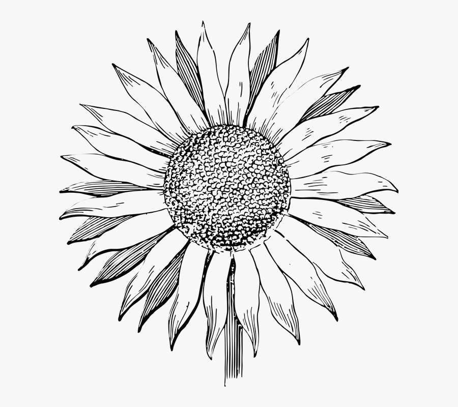Sunflower Flower Line Art Summer Floral Vintage - Sunflower Black And White Clipart, Transparent Clipart