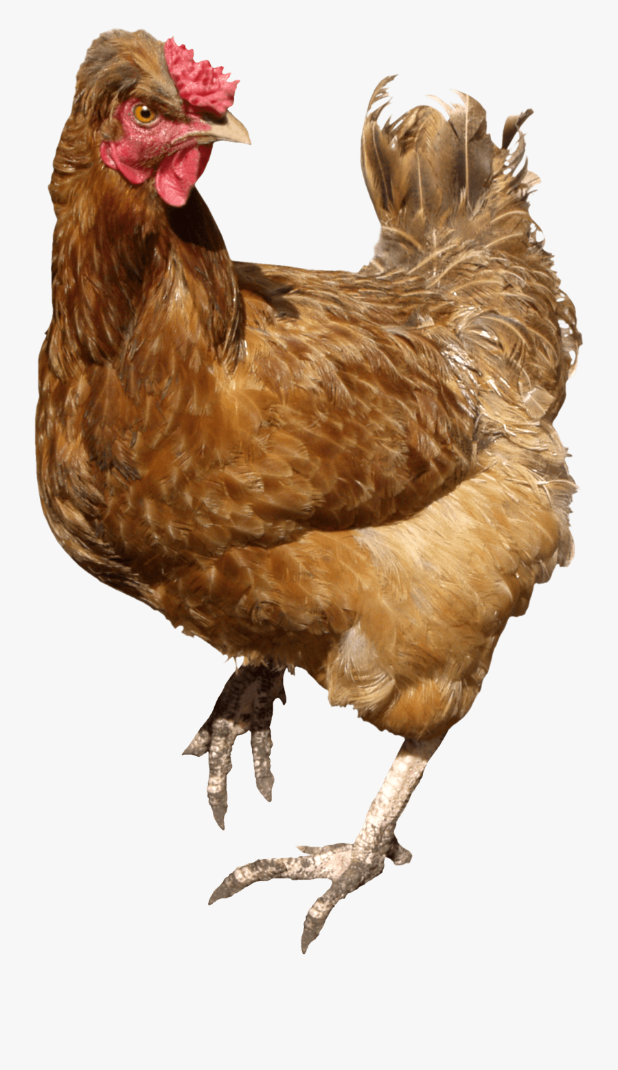 Transparent Chicken Clipart - Chicken Png, Transparent Clipart