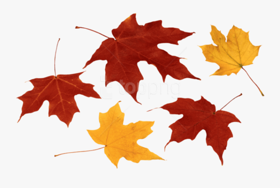 Fall Leaves Clipart Png - Fall Leaves Png Transparent, Transparent Clipart
