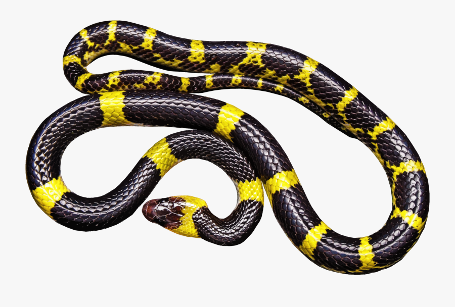 Elapidae,reptile,serpent, Transparent Clipart