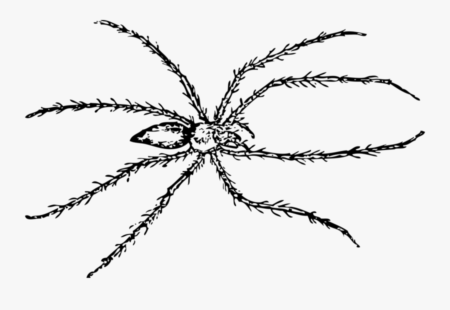 Spider - Black Line Drawing Spider, Transparent Clipart