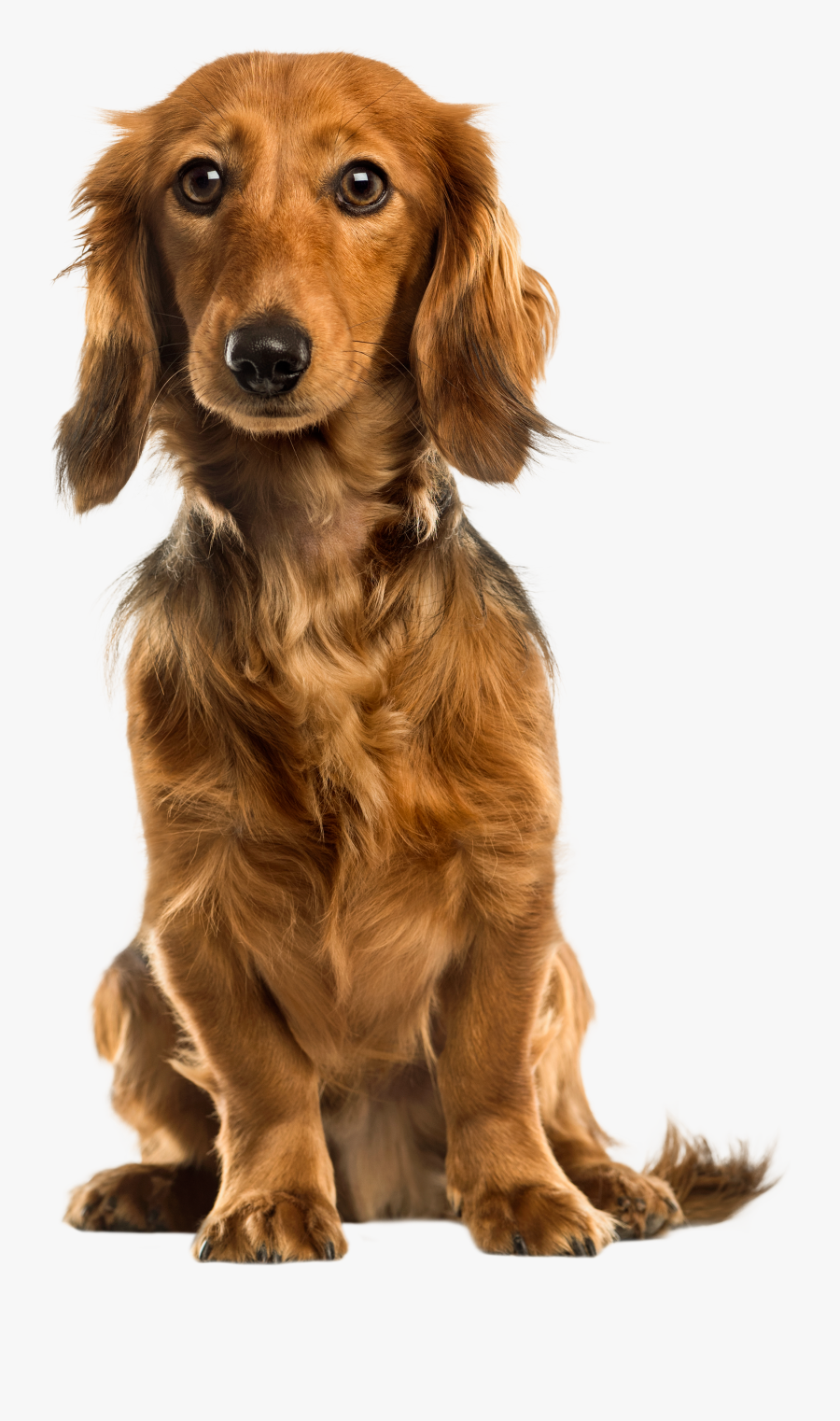 Cute Dog Png Clip Art - Cute Dog Png, Transparent Clipart