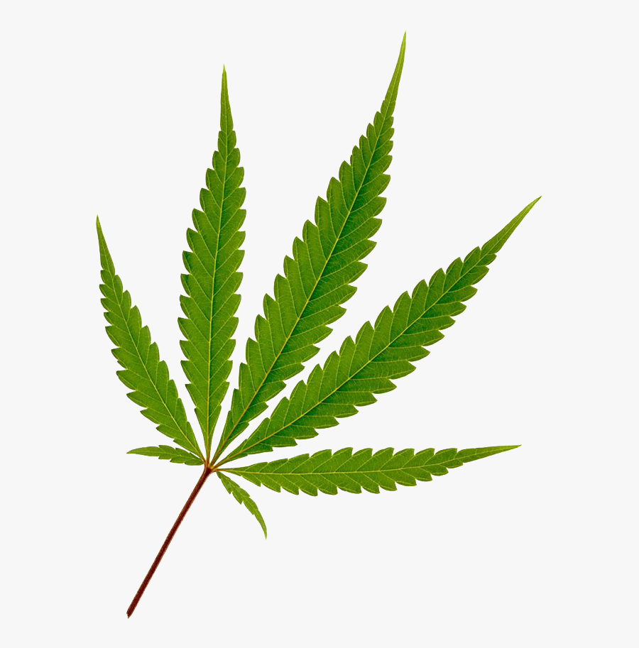 781 X 1024 6 - Transparent Background Cannabis Png, Transparent Clipart