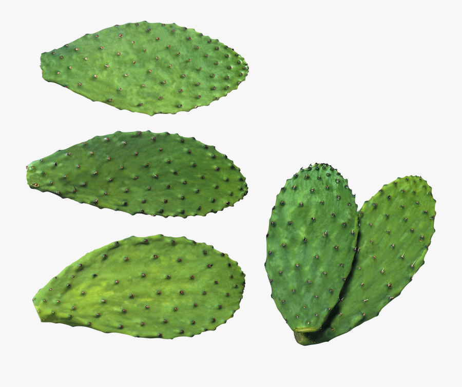 Transparent Cactus Clip Art - Nopal Transparent, Transparent Clipart