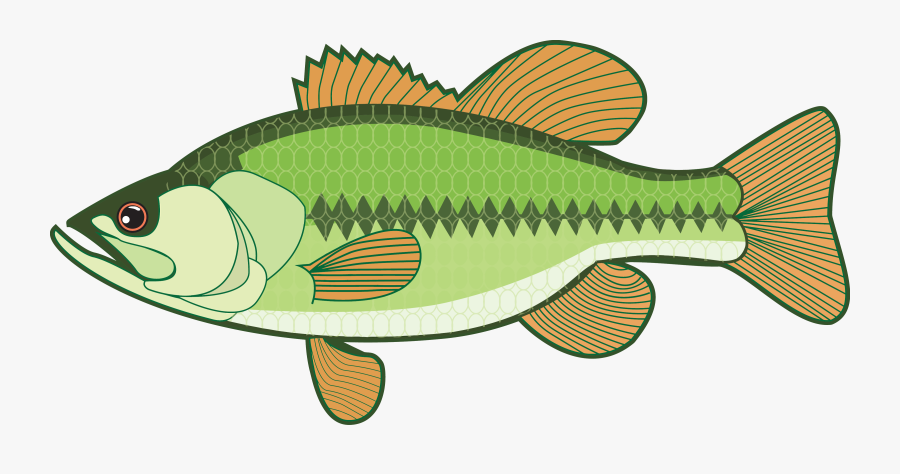 Transparent Crappie Clipart - Clipart Bass, Transparent Clipart