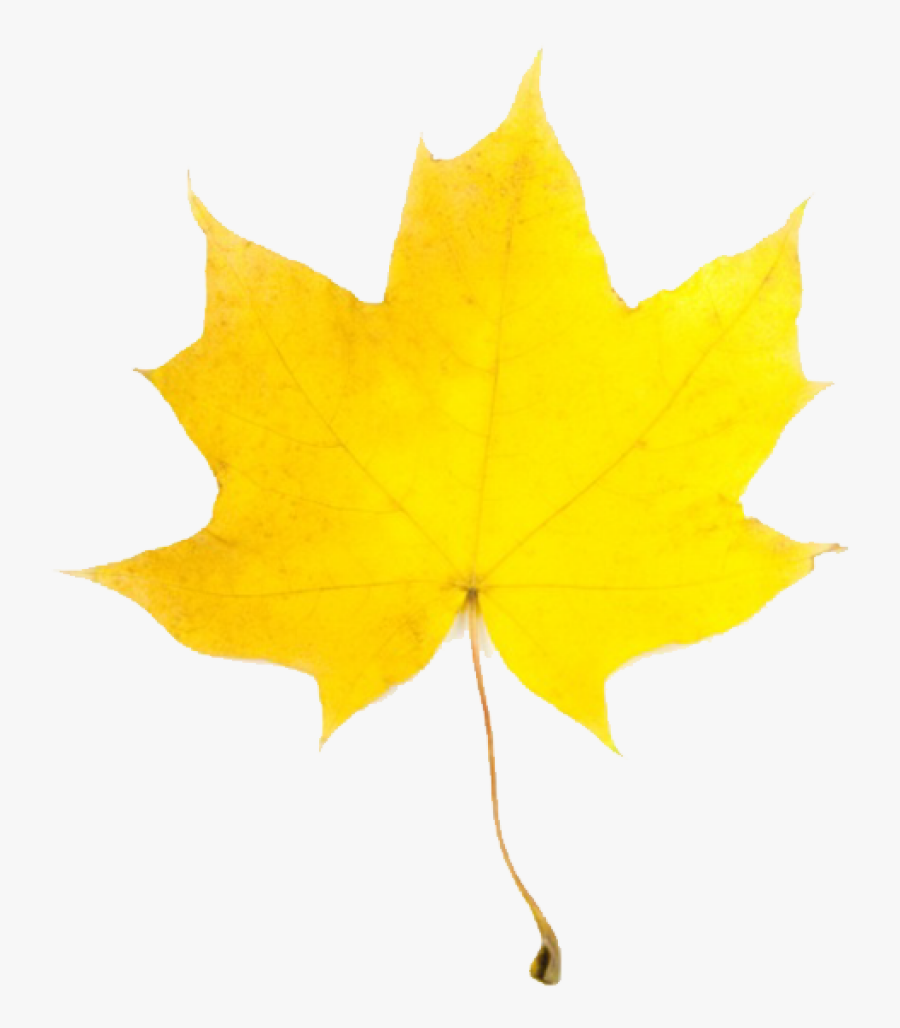 Autumn Leaf Clipart - Fall Leaves Clip Art, Transparent Clipart