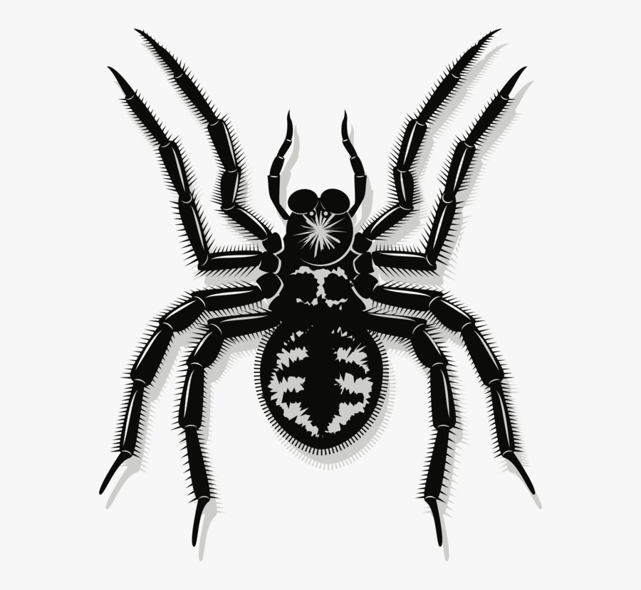 Araneus,pest,spider - Spider, Transparent Clipart