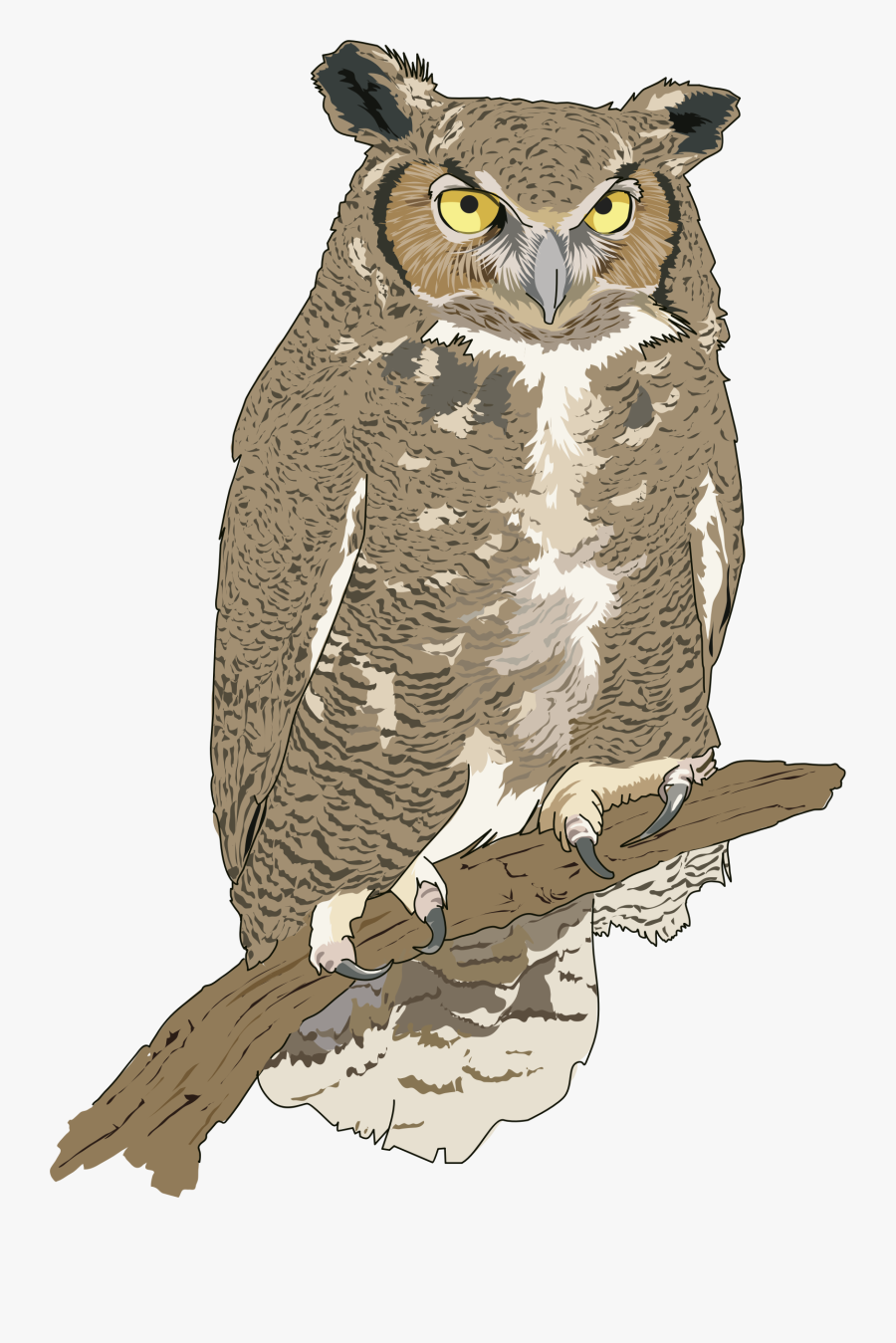 Realistic Owl Clip Art , Png Download - Real Owl Clip Art, Transparent Clipart