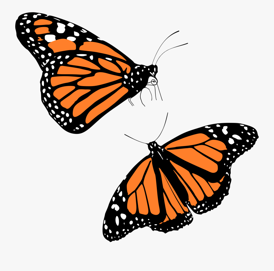 Monarch Butterflies - Transparent Background Monarch Butterfly Png, Transparent Clipart