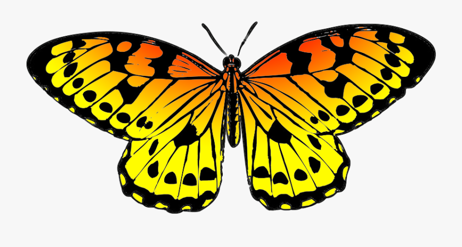 Black And Orange Drawing Of Butterfly - Yellow And Blue Butterflies, Transparent Clipart