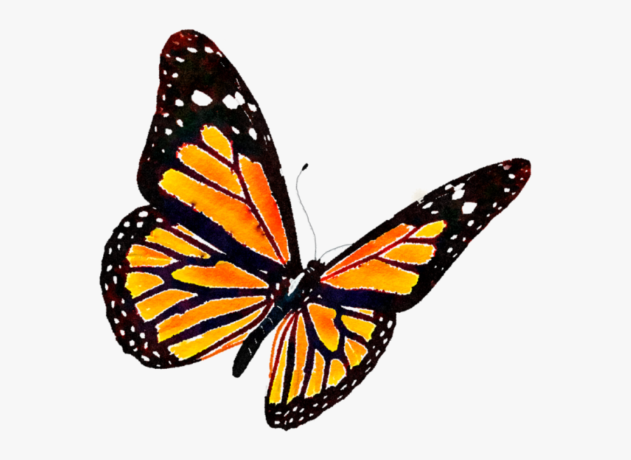 Monarch Butterfly Png - Monarch Butterfly Transparent Background, Transparent Clipart
