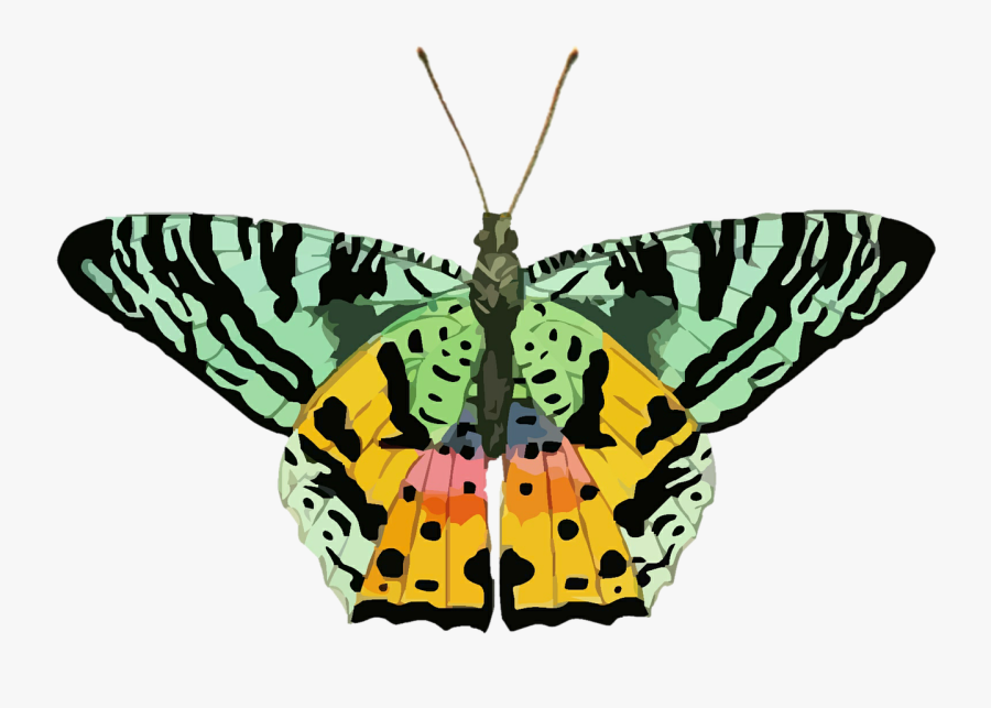 Butterfly, Clip Art, Colorful, Green, Yellow, Nature - Butterfly Green N Yellow, Transparent Clipart