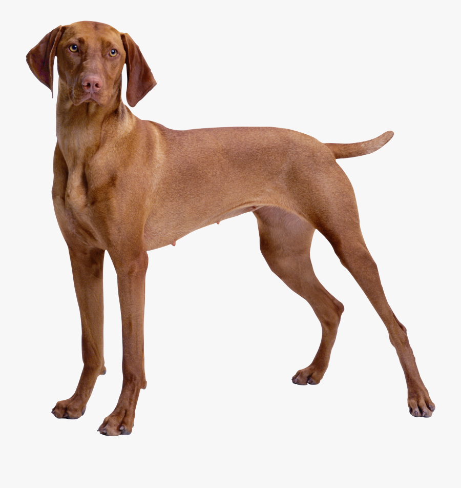 Brown Dog Png Clipart - Brown Dog Png, Transparent Clipart
