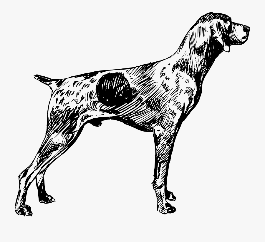 Clip Art German Shorthaired Wirehaired Spinone - German Shorthaired Pointer Png, Transparent Clipart
