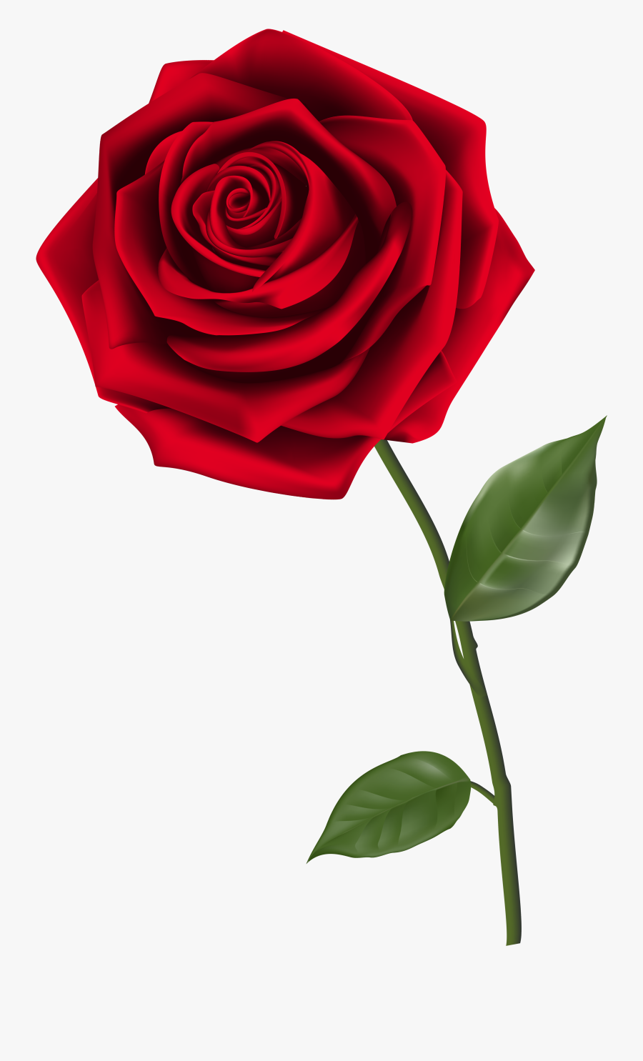 Red Rose No Background, Transparent Clipart