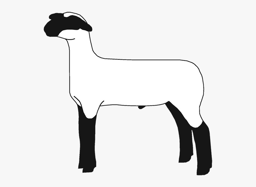 Lamb Clipart Club Lamb - Show Lamb Clip Art, Transparent Clipart