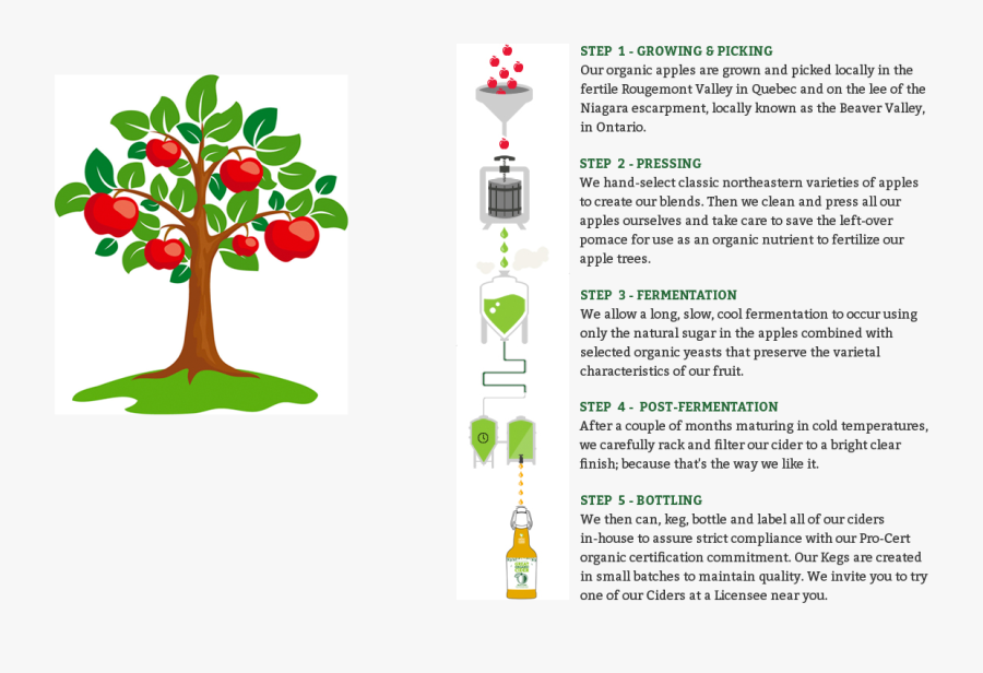 Apple Tree Vector Png, Transparent Clipart