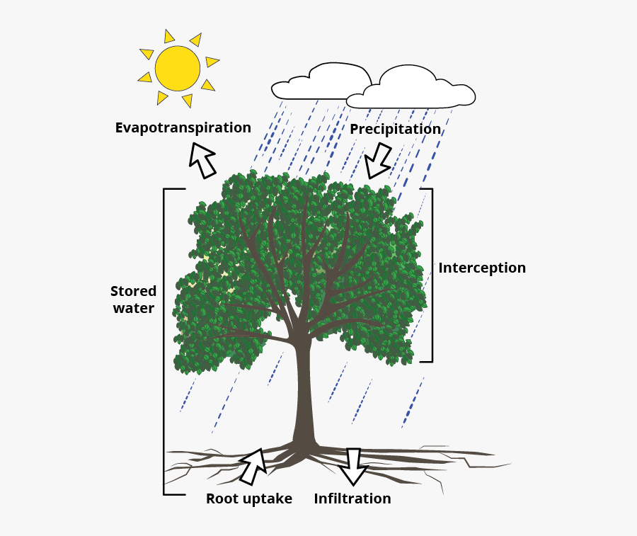 Clip Art To Protect Our Water - Plant Interception , Free Transparent ...