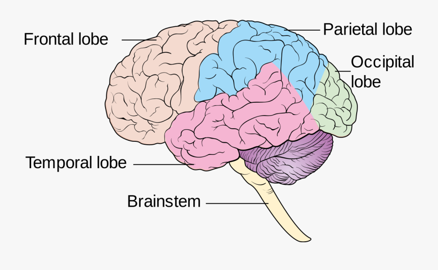 Human Brain Lobes Diagram , Free Transparent Clipart - Clipartkey