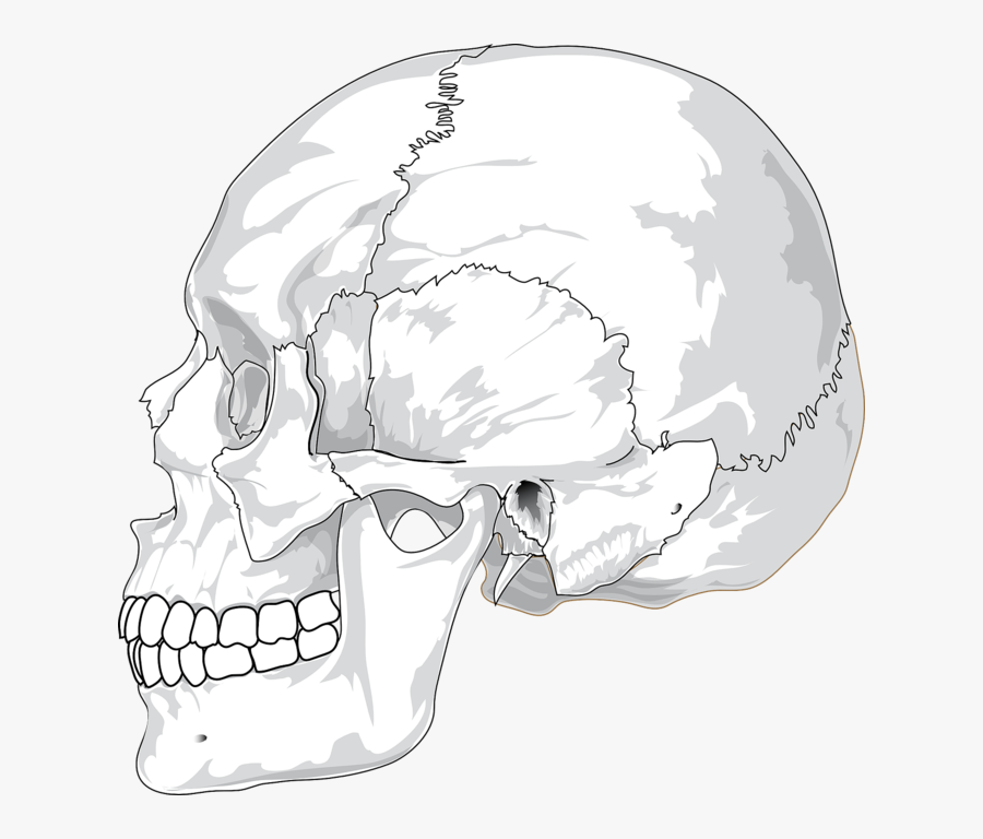 Human Skull Side View Svg Clip Arts - Human Skull Side View Drawing