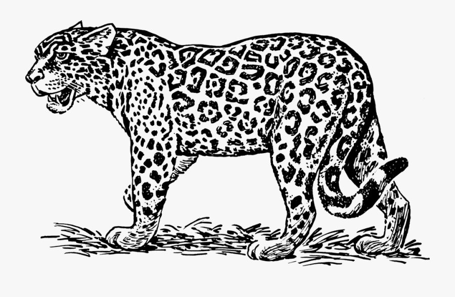 Jaguar Black And White, Transparent Clipart