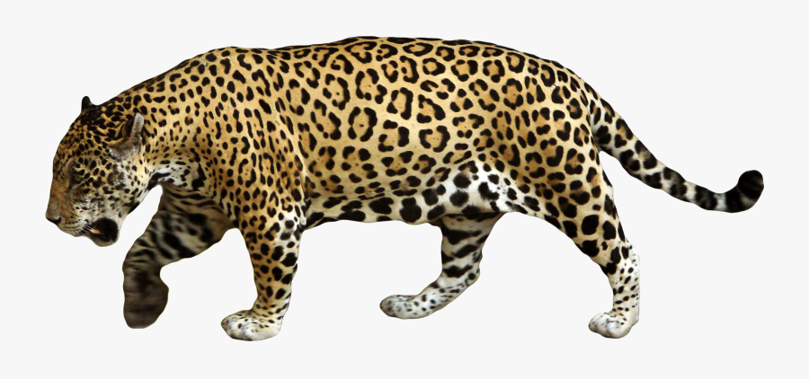 Jaguar Cars Leopard Clip Art - Jaguar Png, Transparent Clipart