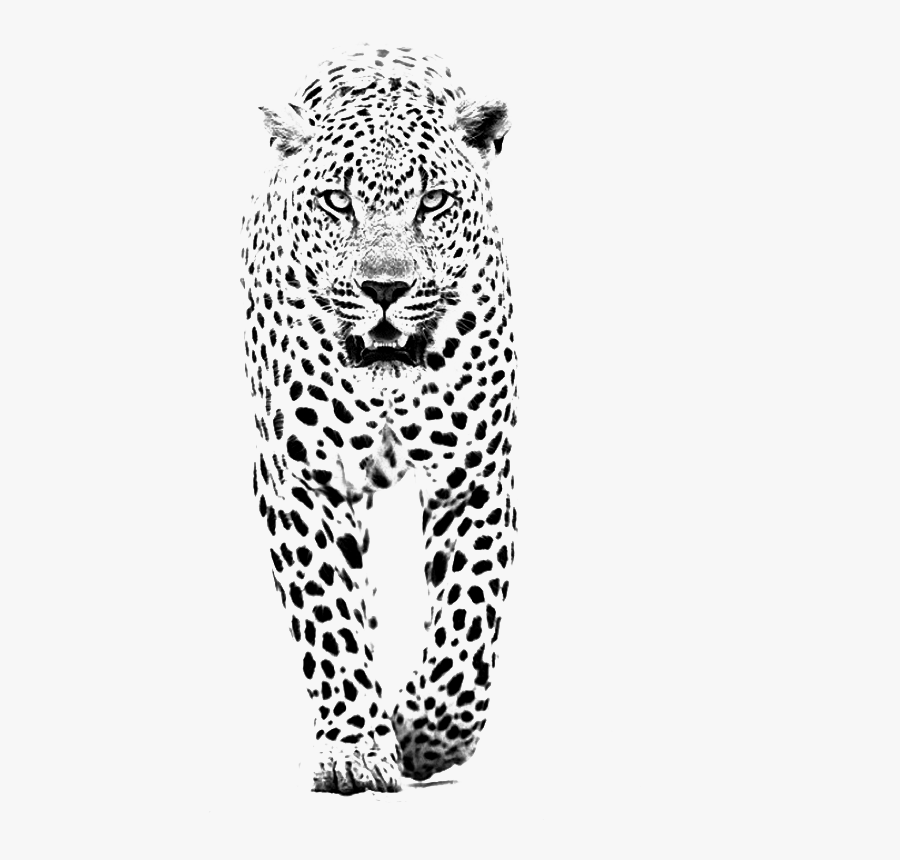 And Jaguar Panther Leopard Tiger Lion Black Clipart - Black And White Leopard Tattoo, Transparent Clipart