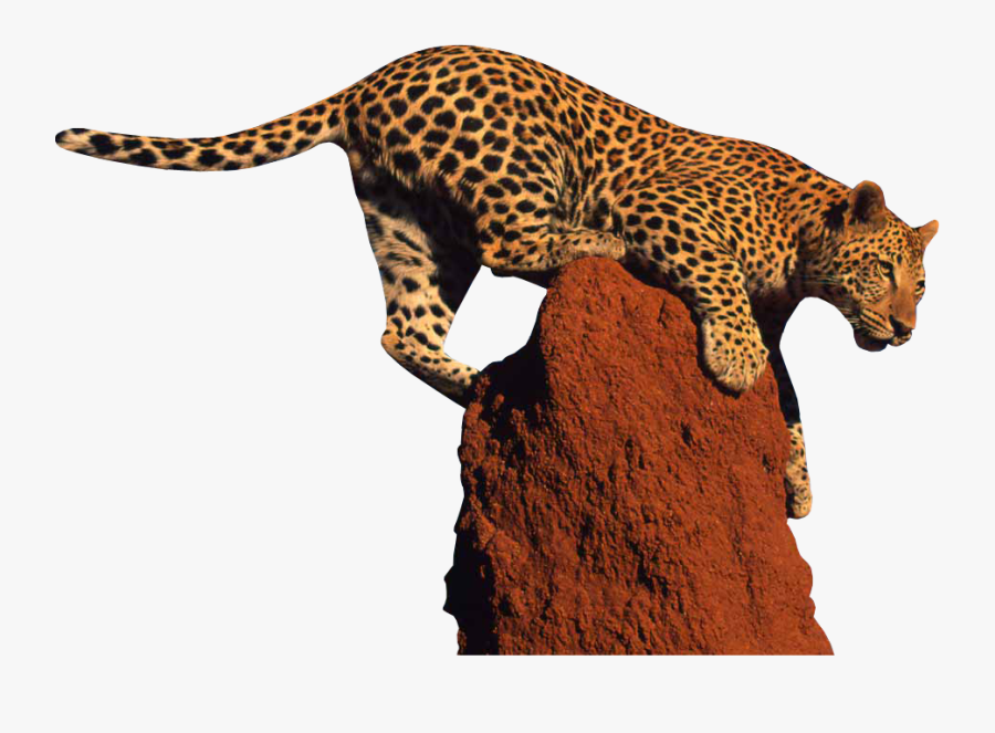 Jaguar - Leopard Png, Transparent Clipart
