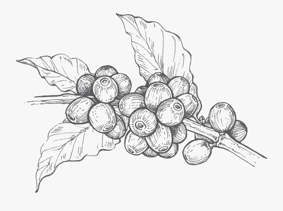 Grape,line Art,leaf,grapevine Family,plant,black And - Dibujos Para Colorear De Granos De Cafe, Transparent Clipart