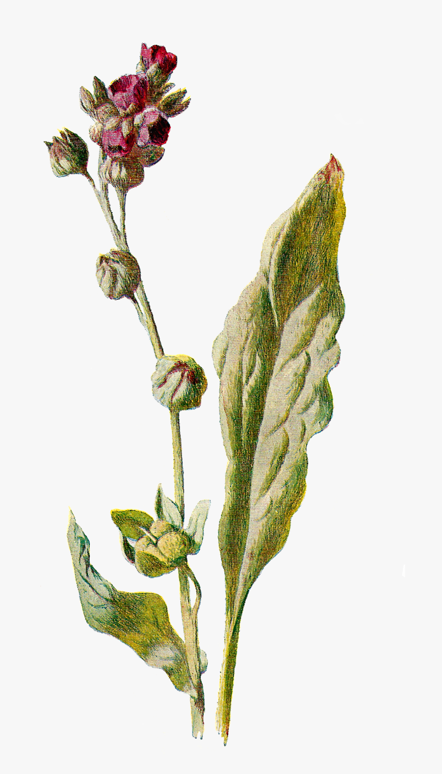 Flower Botanical Illustration Wildflower Image - Botany, Transparent Clipart