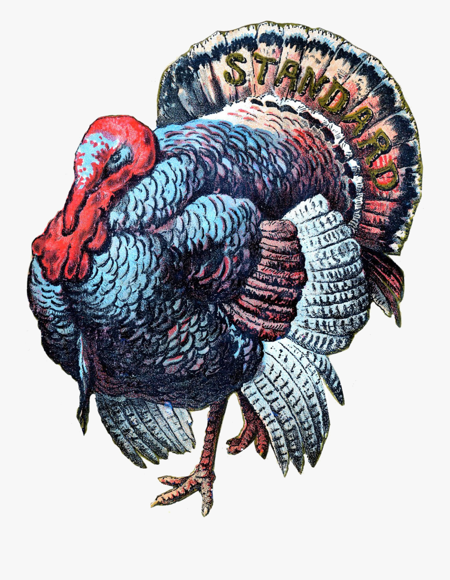 Turkey Craft Thanksgiving Pinterest And - Thanksgiving Turkey Art, Transparent Clipart