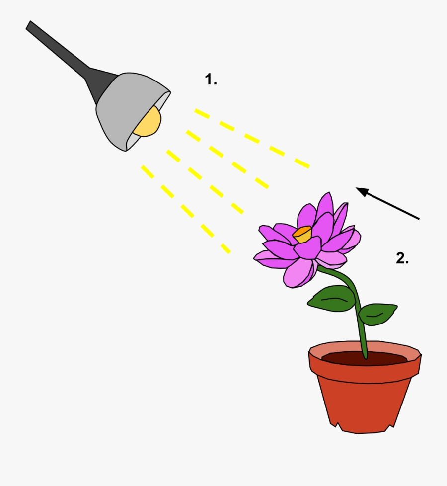 Phototropism - Response To Stimuli Drawing, Transparent Clipart