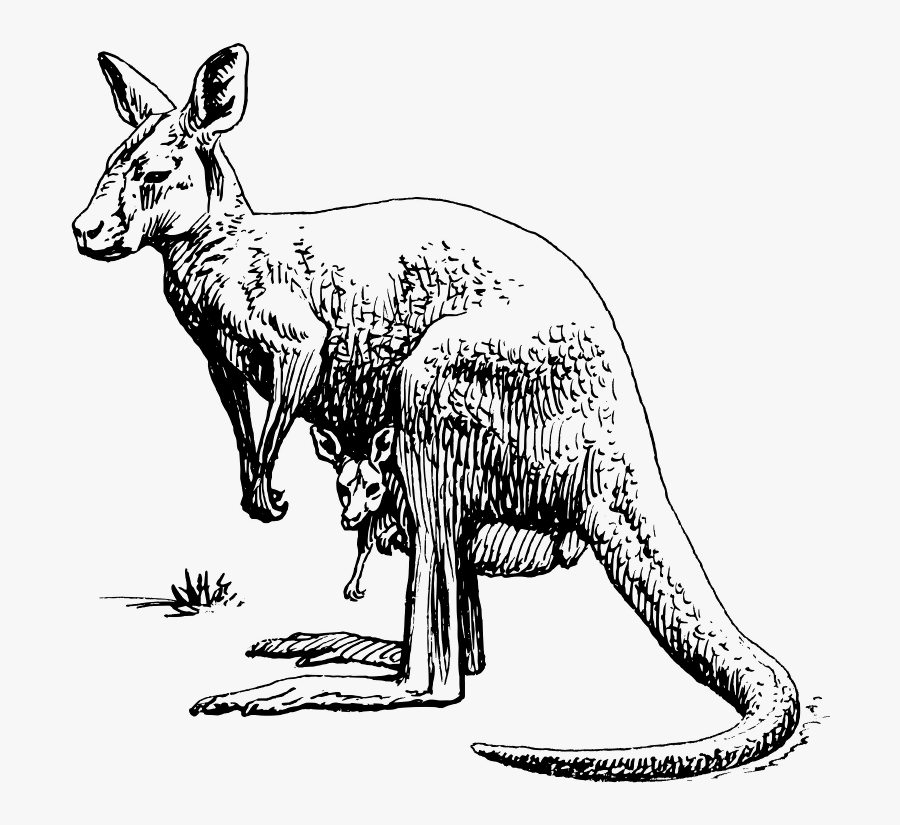 Png Royalty Free Library Kangaroo Clip Art Transprent - Kangaroo Black And White Clipart, Transparent Clipart