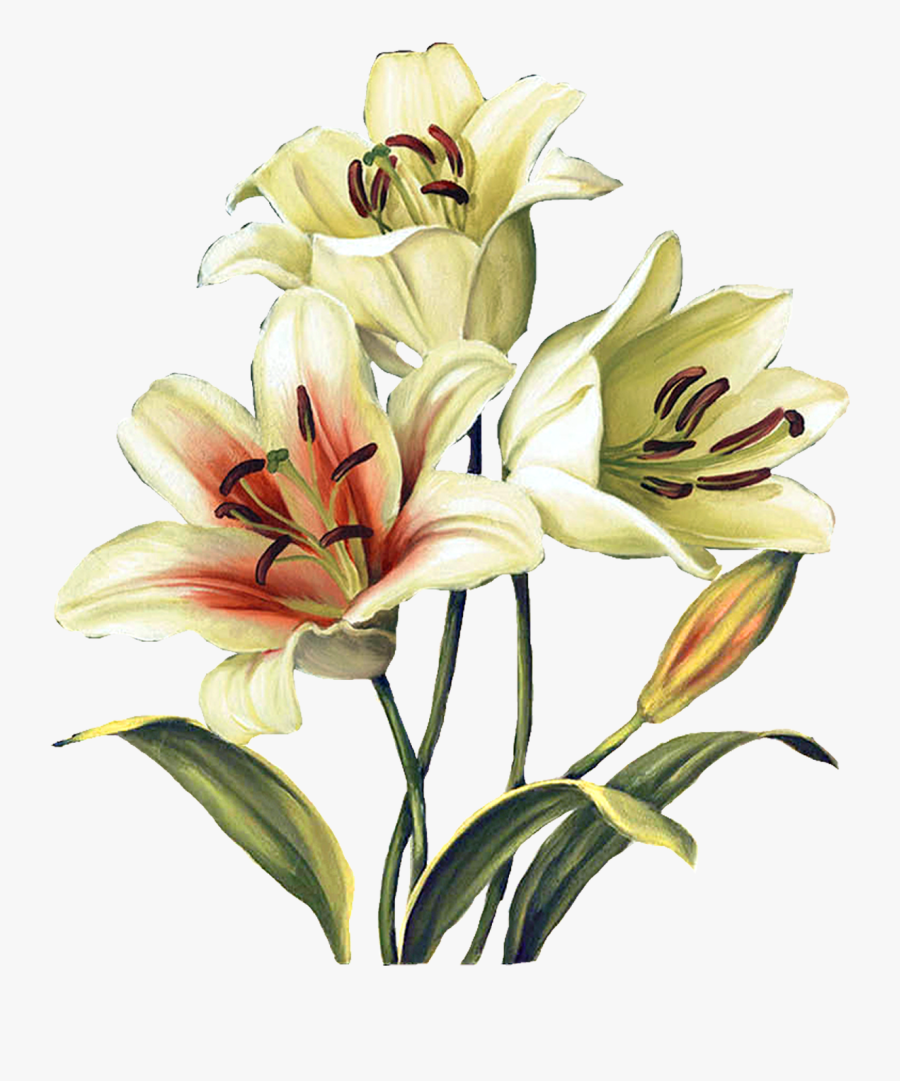 Transparent Easter Lilies Clipart - Watercolor Painting , Free