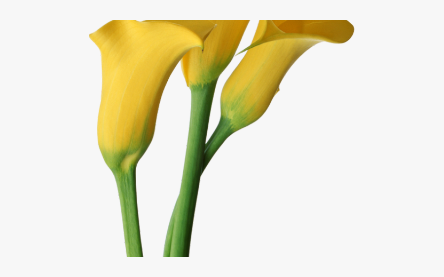 Transparent Yellow Calla Lily, Transparent Clipart