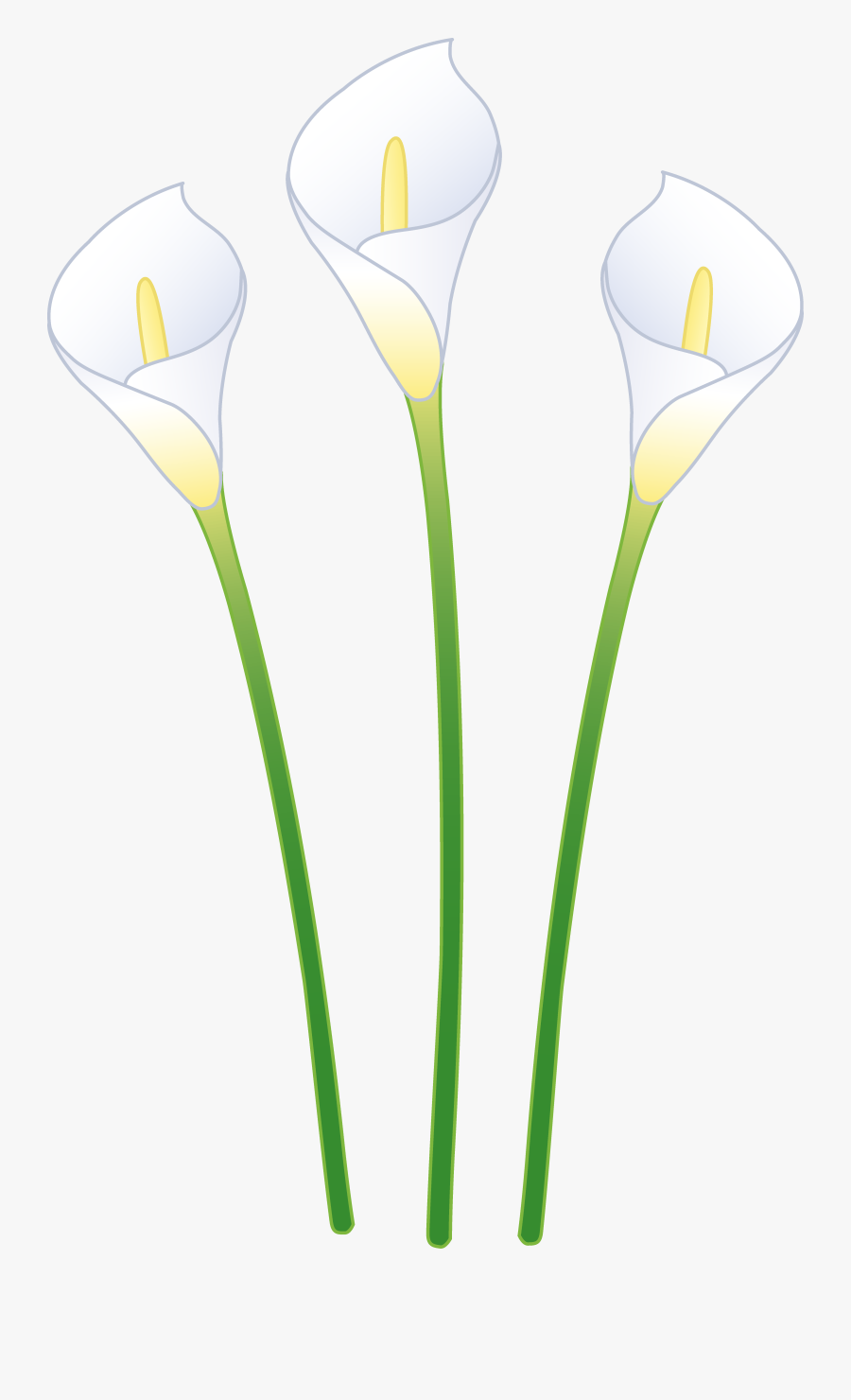 Three White Calla Lilies - Calla Lily Flowers Cartoon, Transparent Clipart