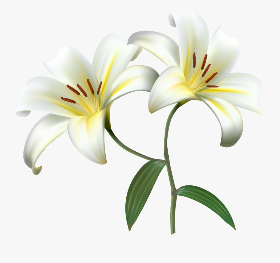 Banner White Lilium Flower Decorative - Transparent Background Lilies Clipart, Transparent Clipart