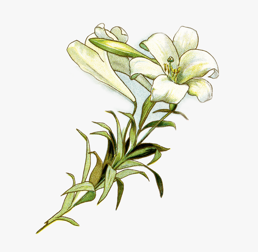 Easter Lily Free Clipart , Png Download - Easter Lilies Images Free, Transparent Clipart