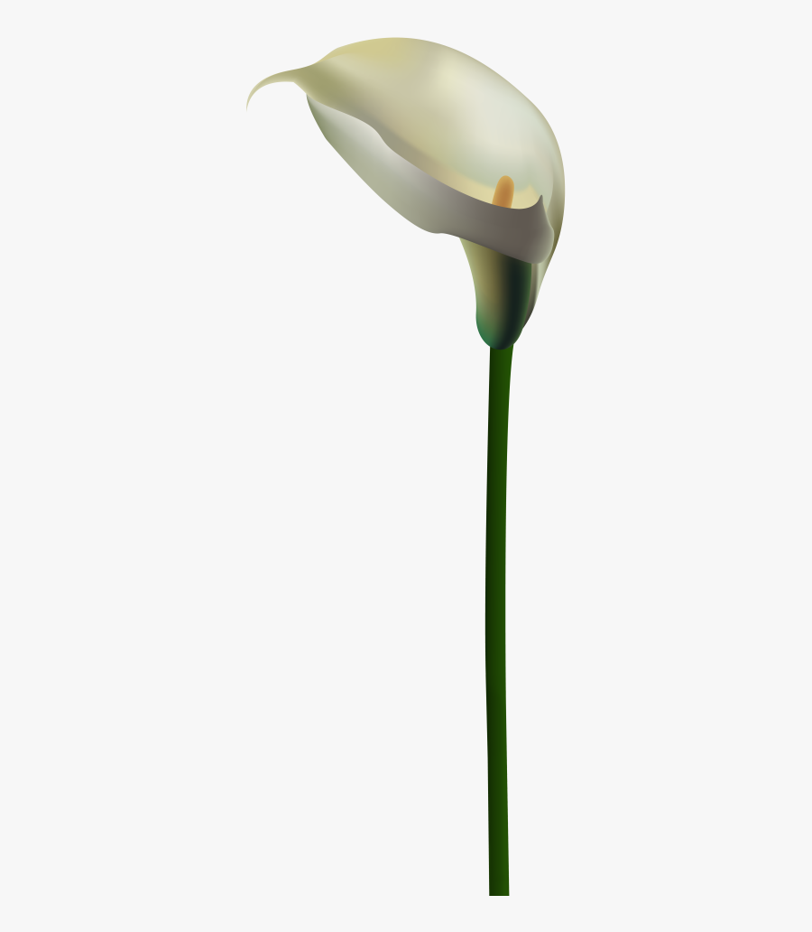 Calla Flower Png, Transparent Clipart