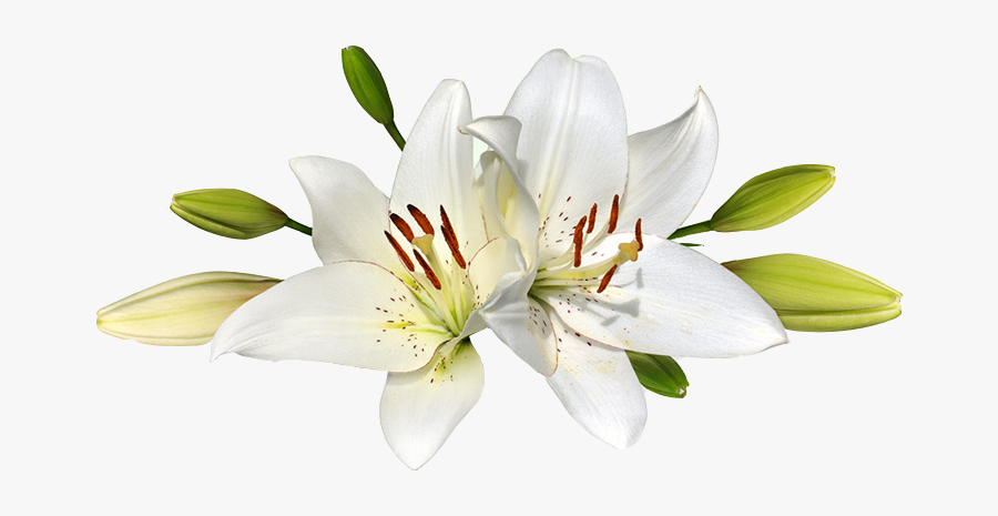 Easter Lily Png , Free Transparent Clipart - ClipartKey