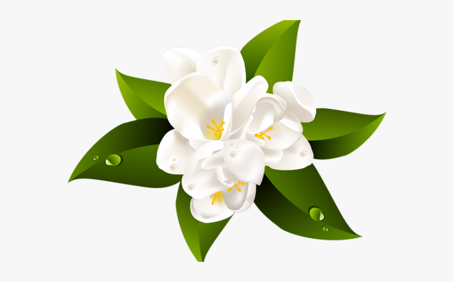 Transparent Background Jasmine Flower Png, Transparent Clipart