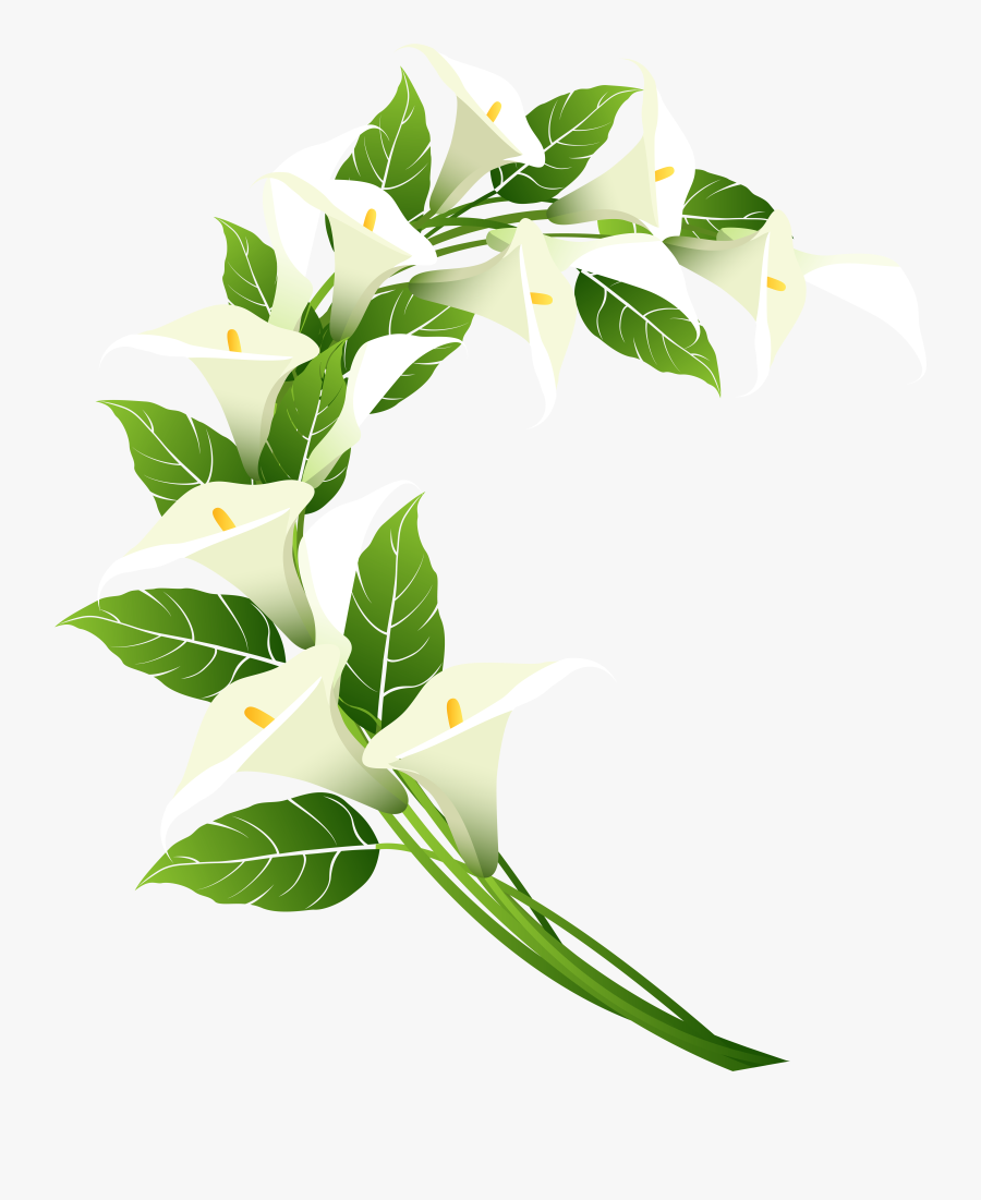 Lilies Clipart Calla Lily, Transparent Clipart