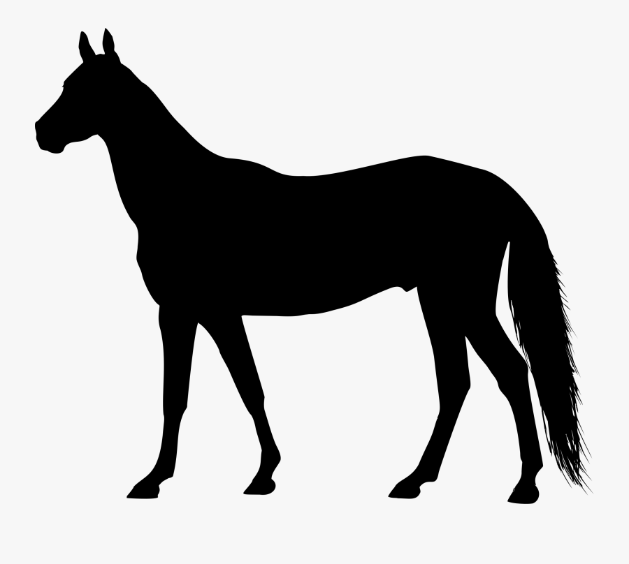 American Quarter Horse American Paint Horse Equestrian - Horse Silhouette Hd, Transparent Clipart